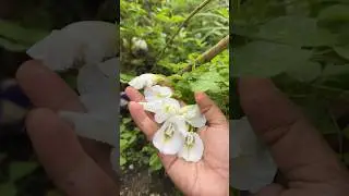 bunga telang putih