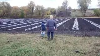 Наш садок. Посадили жимолость.