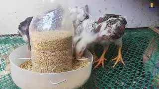 Make Feeder Tank  for chicken with empty plastic bottle