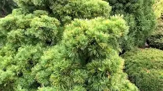 Pinus parviflora 'Goldilocks' Variegated Dwarf Japanese White Pine  April 23, 2020