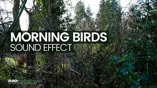 Relaxing Nature Sounds - Morning Birds Sound Effect