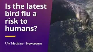 Is the latest bird flu a risk to humans? | UW Medicine