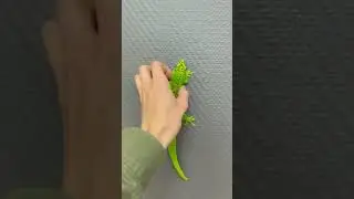 Мой геккон рожает яички❤️