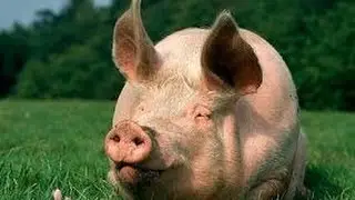 Clean and Unclean Animals: A Scientific  Basis