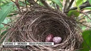 12 SARANG - exploring mencari sarang burung di Alam