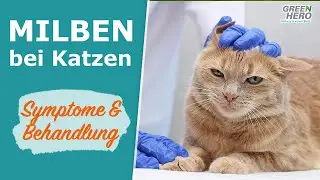 Milben bei Katzen | erkennen, behandeln, vorbeugen ✅