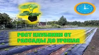 Рост клубники от рассады до урожая
