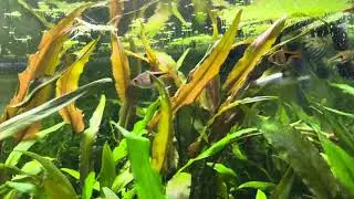 Harlequin | Espei | Chili - RASBORA TRIO