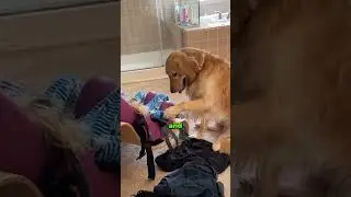 The most caring dog ever!