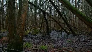 RAIN IN BAYOU - Relaxing Rain Noise &  Water Sounds Sleeping Relaxation, meditation & stress relief