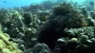 Reef Invertebrates and Humans