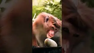 Monkey vs Cucumber