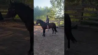 Вечерняя тренировка #лошади