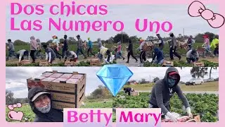 ELLAS SON FUERTES Y RÁPIDAS COSECHANDO FRESA EN ESTE RANCHO