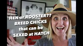 SEX YOUR CHICKS AT HATCH!!  How to BREED using SEX LINKED TRAITS