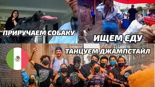 #42. Как приручить злую мексиканскую собаку