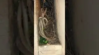 🐝 leafcutter bee building nest