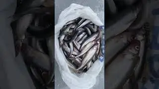 Весенняя корюшка на Финском заливе #smelt #smeltfishing #корюшка
