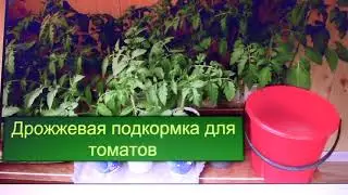 Дрожжи для подкормки помидоров и огурцов: эффективные рецепты и советы.
