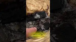 СТАРИННАЯ НАХОДКА ВНУТРИ БРЕВНА!