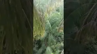 subir no pé de açaí
