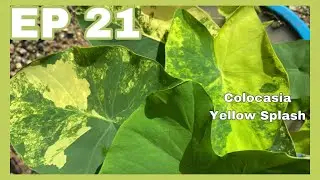 Colocasia Yellow Splash | JPlan Garden