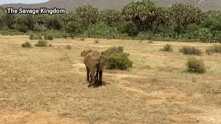 Elephant Feeding on Dry Grass