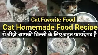 Persian Cat Food Recipe 🚫Hairfall |Homemade Cat Food |Cheapest Cat Food |Persian Cat Ko Kya Khilaye