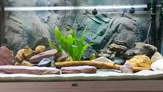 Tanganjikasee Cichliden Aquarium