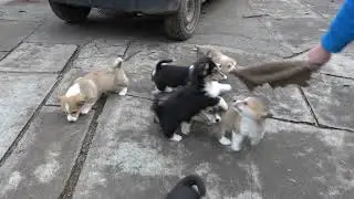 Смешные щенки Вельш-корги 2.5 месяцев.
