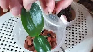 Будни орхомана. Отделяю и сажаю детку орхидеи Ред лип.