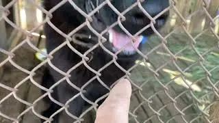 Утро ч1 мини пиг и собака