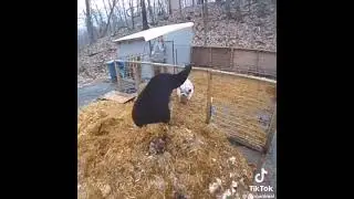 Pigs fight with a black bear and the bear runs away - Domuzların siyah ayıyla kavgası