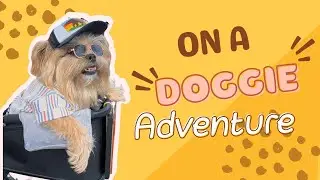Watch this 11-pound senior dog steal the show at 'The Day of the Dog' event