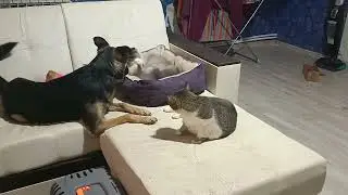 Как кошка с собакой