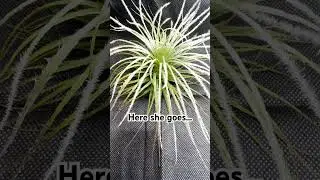 Tillandsia tectorum time lapse 