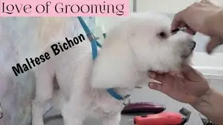 Grooming a Maltese Bichon Mix