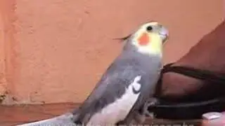 Calopsita - Bate o Pé - Cockatiel