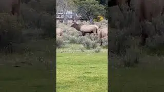 Bull Elk bugle #nature #shorts #elk