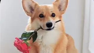 5 минусов корги
