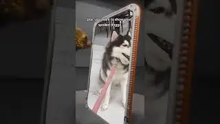 #dog