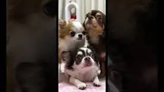Daggy friends