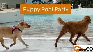Puppy Pool Party