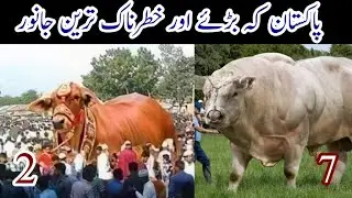 Janwar Agay Log Peechy 2023 🤣| Hansna Mana Hai 🤣 | Qasai ki Watt Lag Gai 😂 Pakistan Top angriest cow