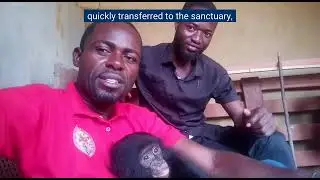 Bonobo rescue in progress with Héritier Mpo