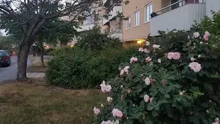 ШВЕЦИЯ. БЕЛЫЕ НОЧИ. ОТВЕЗЛА ДЕВОЧЕК В АЭРОПОРТ.