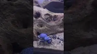 Blue death feigning beetle 