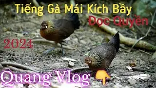 Tiếng Gà mái Rừng | Gọi Trống | Siêu Kích Bổi