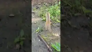 Wiewiórka Karmiona Z Ręki 🐿