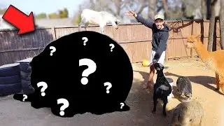 We BOUGHT THIS for the BACKYARD FARM!!!